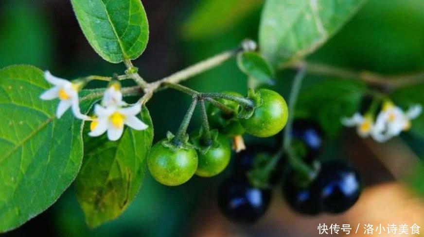 农村这种野草很特殊，村民叫它“天茄子”，能够化解毒蛇咬伤