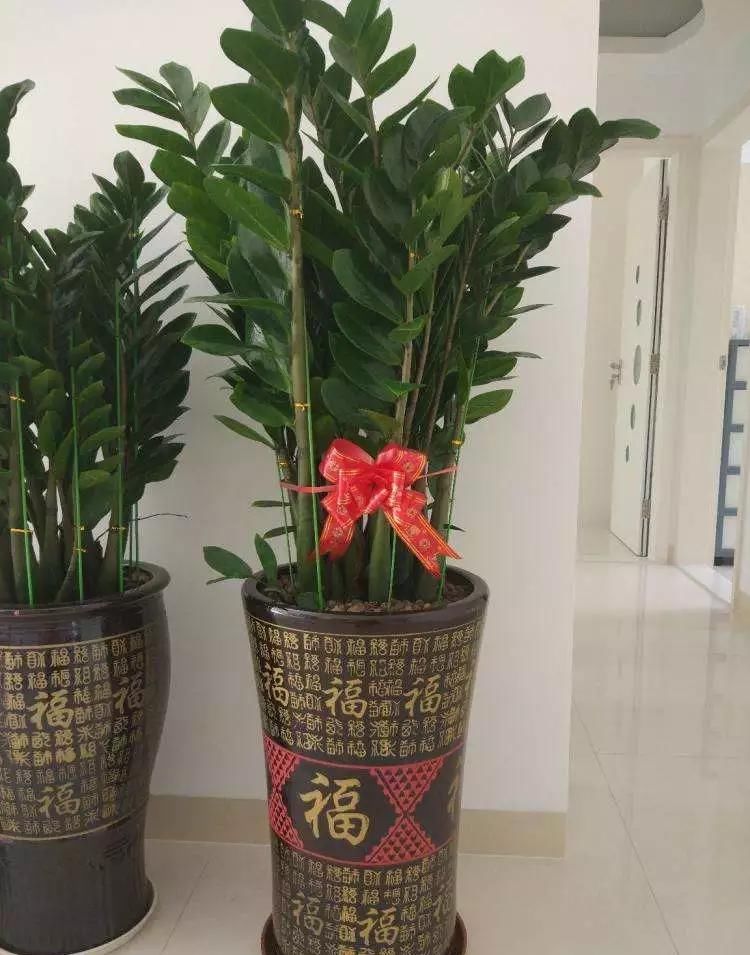  [植物]养花不如种树，大型植物摆客厅，气派又有面子！