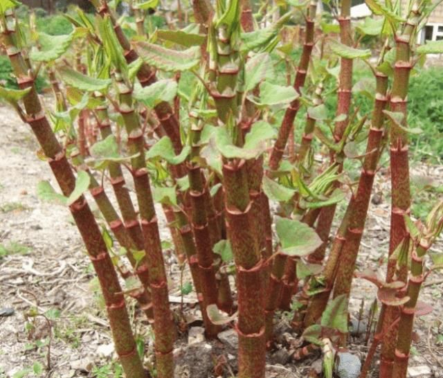  「抢手货」农村娃最爱吃的“酸筒杆”，出口到国外后却成外国人