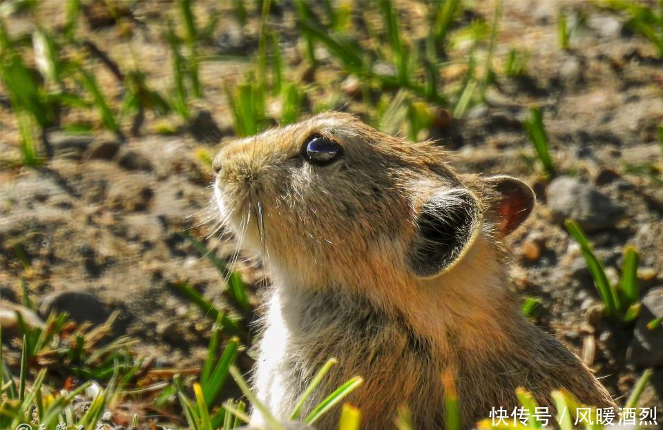 雅鲁藏布江源头的这片五彩沙漠，凄美、奇幻！