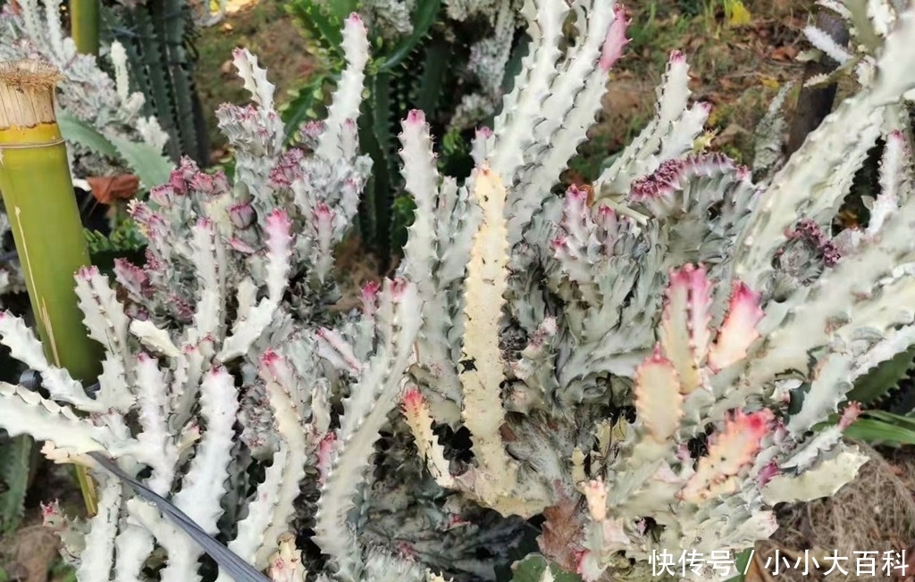 特别:不常见到的高大多肉彩色鬼面角,株型奇特颜色多彩,盆栽很难