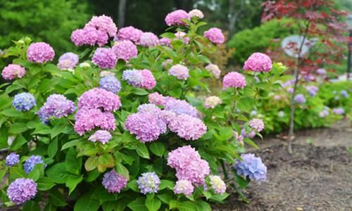  『长花苞后』4月养绣球花，做好这件事，花苞一茬接一茬，开花美花量大