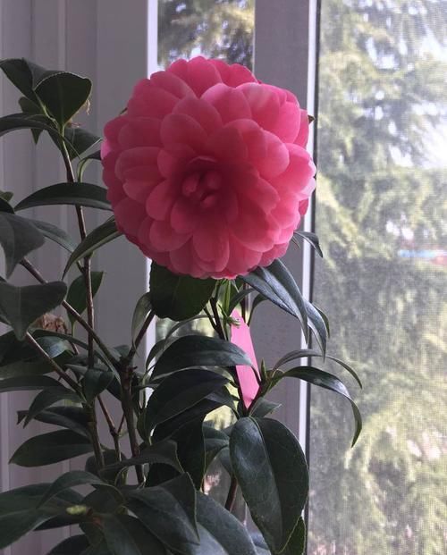 「养盆」喜欢玫瑰,不如养盆“十大名菊”墨菊,花色如墨,冷酷高贵,真美