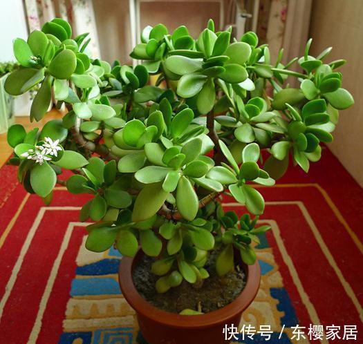 『代表』人养花,花也养人,1种花代表1种寓意,你在养哪种?