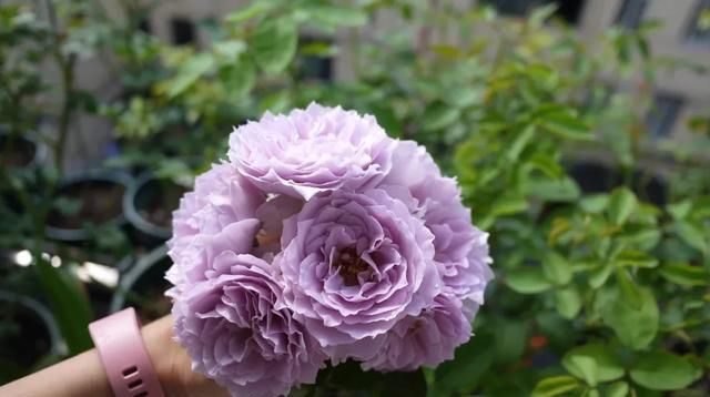  『丰花性好』狼家自育的表现到底如何，戳进来看看花友们的大实话