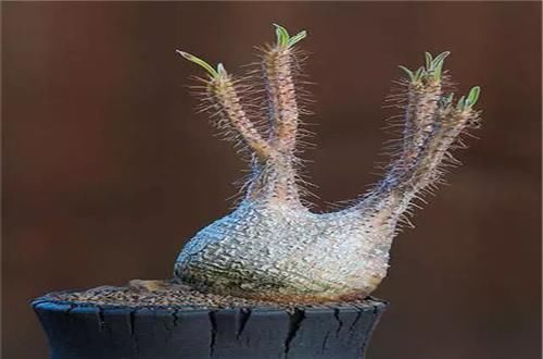  [植物]史上“最萌植物”的变态版来袭！