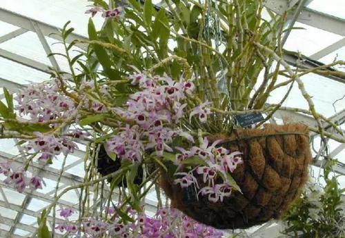  附生植物：植物能“自由”成什么样？教你几种“不要土”的附生植物...