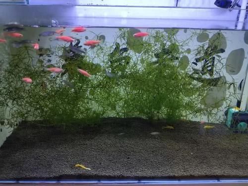 『永远』为什么永远发现不了观赏鱼患病前兆,因为忽略了几个很重要的细节