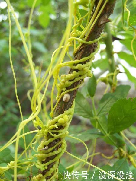  「我国」残忍的寄生植物，在我国居然被大面积种植