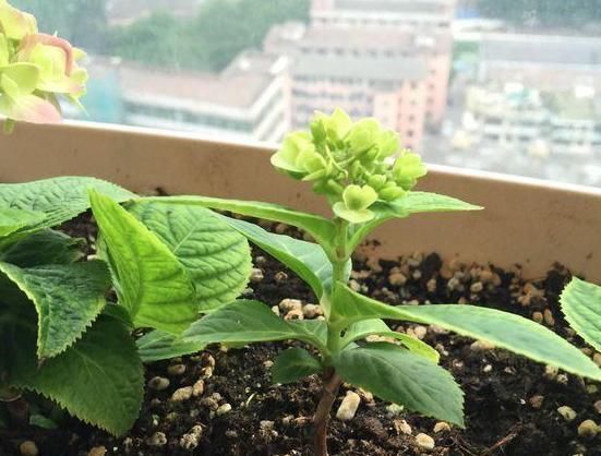  『盆栽』盆栽4种花卉植物,到5月就搬回屋,可避免叶片、花苞哗啦啦掉