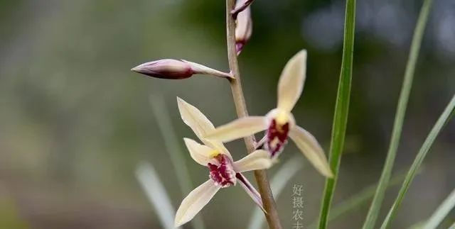  肩瓣■兰花有几个花瓣？可能养了几年兰花的人，都还没数过