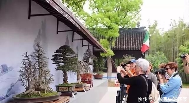  [栽种盆景]玩盆景，已成为当下追求高品质生活的一股潮流