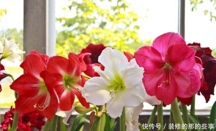 #朱顶红#养花试试这几款，花大色艳，花香易打理，养在客厅美极了