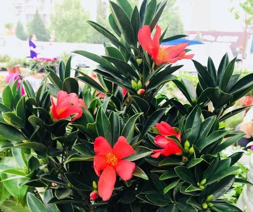  『嫁接』四季杜鹃茶花可以嫁接杜鹃吗？养护四季杜鹃红山茶需要注意什么？