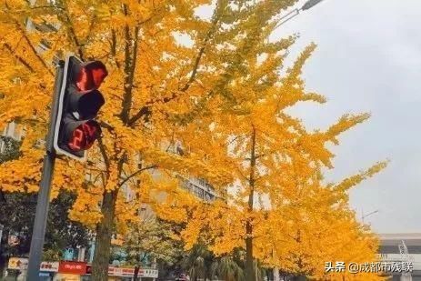 邂逅冬日绝美银杏，成都地铁“全城银杏打卡攻略”来啦！