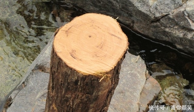  暗香■农村1“柴火”，能替代“紫檀”，木质密集、有暗香，很是