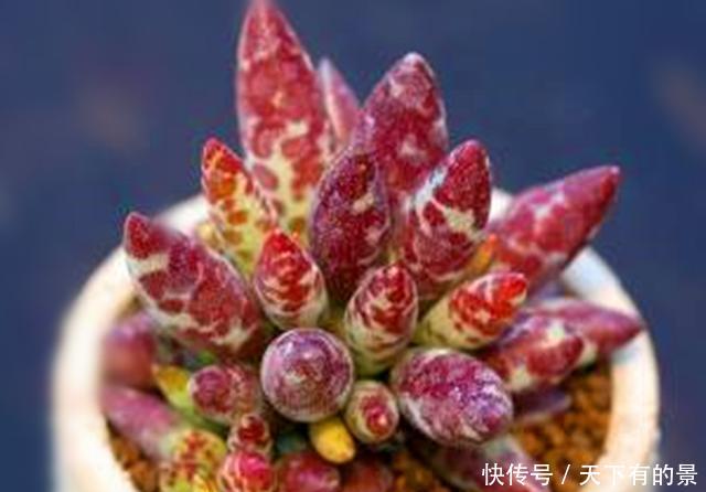  「天章」3种景天科天章属的多肉，个个美的奇特，萌态可掬