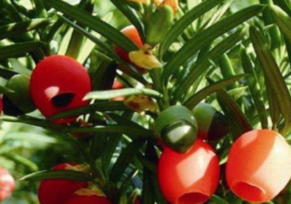  红豆杉|深山里这种红豆杉，价值珍贵，是一种珍贵药材，遇见请珍