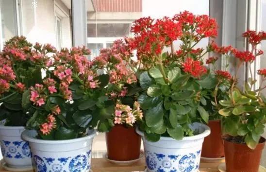 夏天高温|卧室养花别乱来,2种花,夜里“不争氧气”,对身体好,你家有?