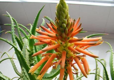  「才会开花」养芦荟多年，从未见开花？选对品种做好3点，年年花开，次次开爆