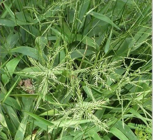  价值：农村常见“竹叶草”，珍贵价值大，一斤10元，农民种植一亩赚3万