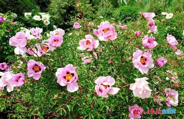 「牡丹花」牡丹花开在临夏 这里有看得见的夏意!