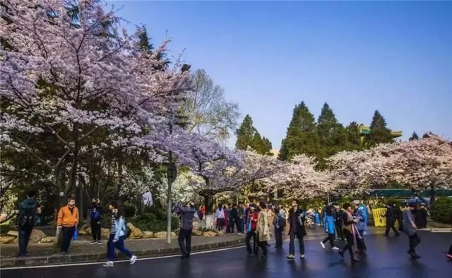 国内最美的10处赏樱地， 70万株樱花树烂漫惹人醉