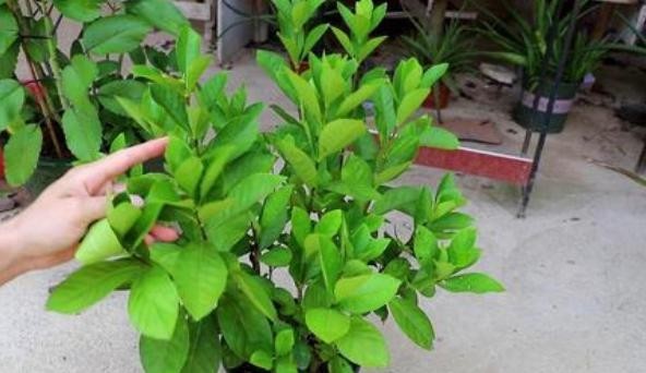 【栀子花】养殖栀子花该如何繁殖?水培扦插3步走,可保早日生根发芽