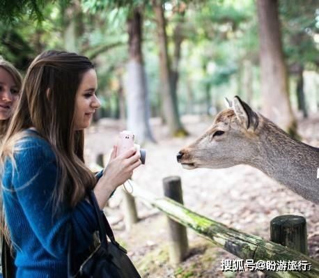  「祈福的灯笼」DAY2日本深度自由行之大阪都门奈良城崎旅行日记