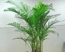  #脸上#客厅养花养这些，懂花的人都叫好，给自己脸上也涨光！