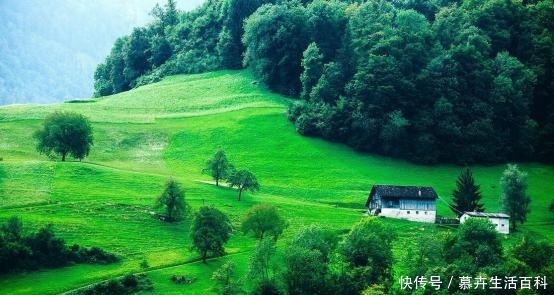 “房前不栽树，房后不栽花”，农村房子大，为何人们不爱绿化？