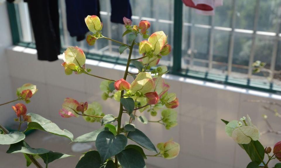  #画报#盛花期的三角梅画报，做到4点，可以延长30天观花期而不掉花