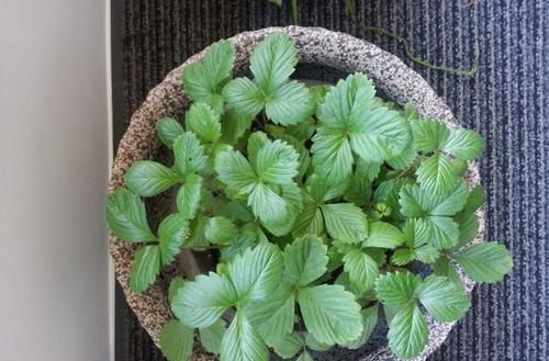  『开花』养花就养此3种，开花漂亮爆盆简单，好养易活四季开花，漂亮极了