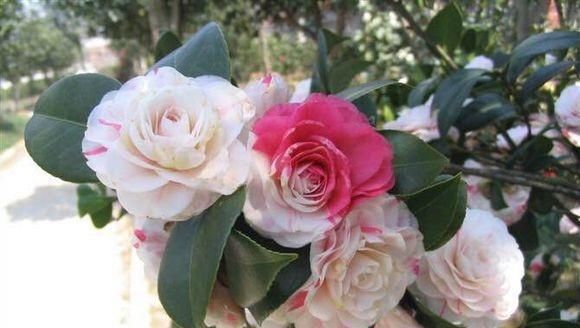  #嫁接#给茶花动动“手术”，让它开出多个颜色花来！