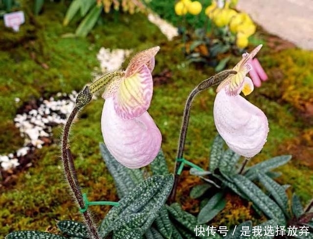  【观赏价值】正在消失的美丽：稀有兰花