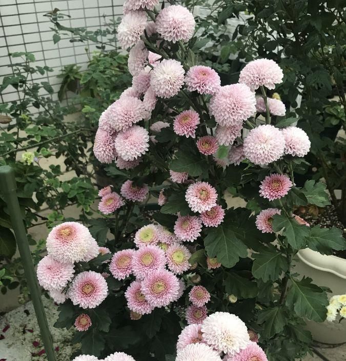  拥有：新型盆栽绿植乒乓菊，花型奇特美丽，花期长，养护简单，值得拥有