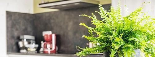  #过程中#适合养在浴室里面的耐阴植物，不用经常照顾也能生长良好