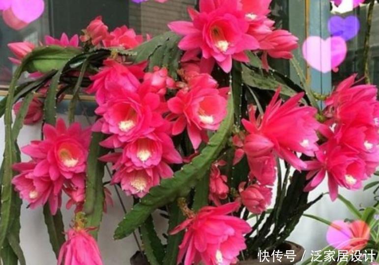  『有型』夏季就养3种花，越晒开花越旺，要香有香，要型有型，美爆！