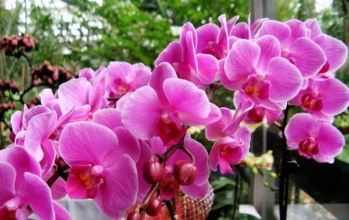  家里■家里的蝴蝶兰容易烂根，除了浇水方式不对，还有哪些原因呢？