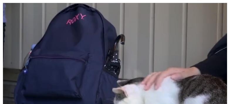 日本小岛成猫主天堂, 主子比铲屎官还多, 吸引全世界猫奴来参观