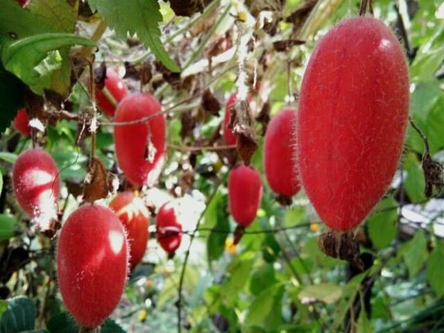  『人才』这种植物是《四世同堂》“大赤包儿”的原型,老北京人才熟悉