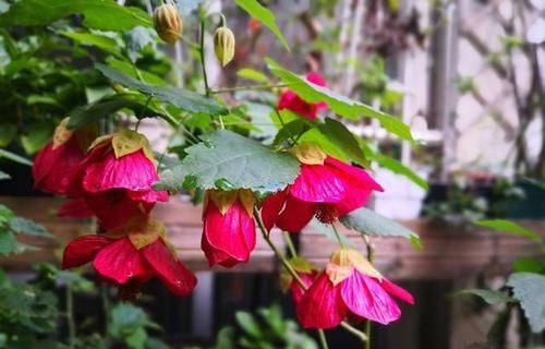  养花@养花不如养这几款，全年开花不断，花开美观又大气，超妖艳，美