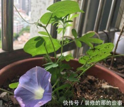 次水就行@阳台变花园,8种花现在养,半个月就爆满阳台,长的飞快花也多