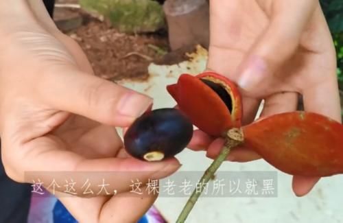 广西这种野果煮熟比板栗香，农村多到吃不完，城里人想吃却买不到