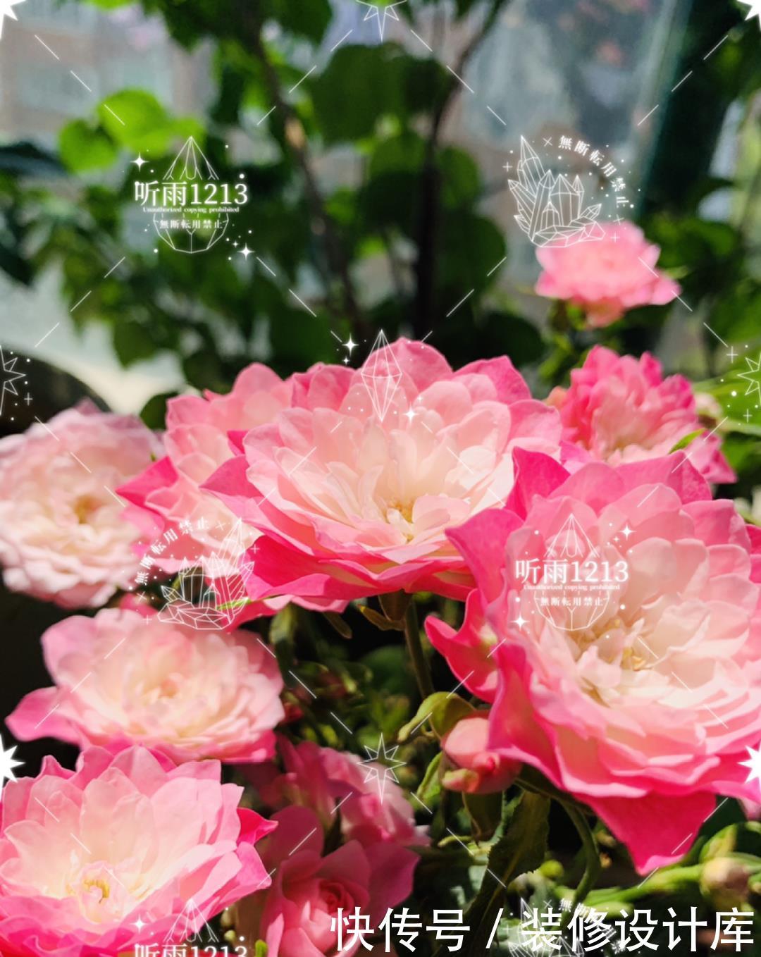 #稀罕#5种花真稀罕,叶子越晒越红彤彤,一盆能开20朵!