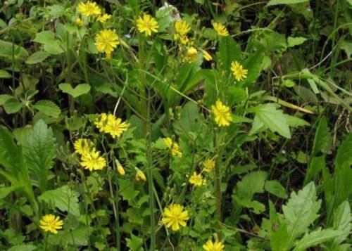 农村这草叫黄鹌菜，曾被农民当害草锄掉，如今是一种很好的中草药