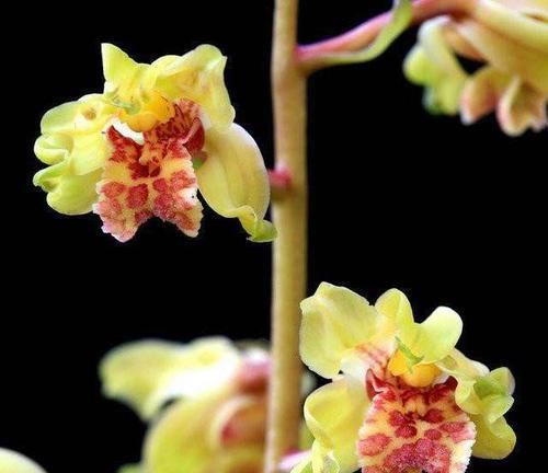  『品种』此花曾获奖无数，花品稳定有灵气，非常具有经典性，欣赏价值极高