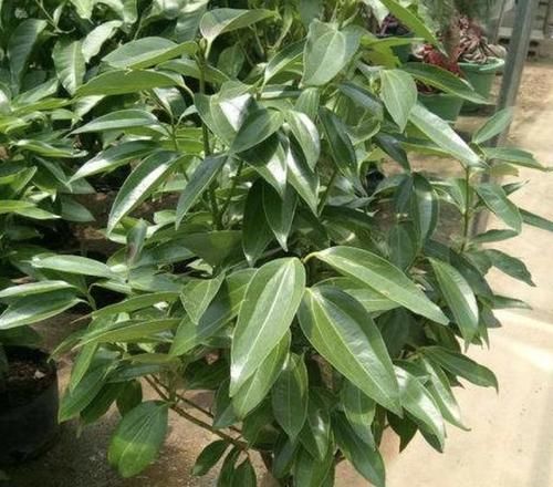 「值得」“聚财气”的2种树,摆在客厅、书房,寓意比发财树好,值得养!
