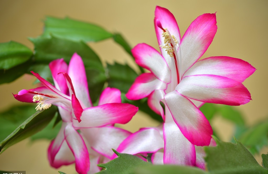  越养越：养花就养此3种，高贵大气上档次，颜色丰富开花爆盆，越养越喜欢