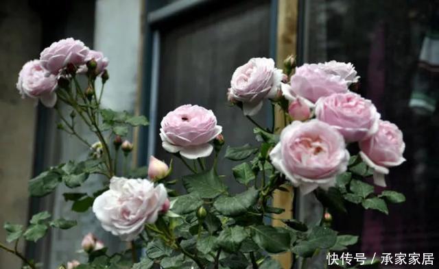  保活：养花小技巧：养花全靠1句话，100%保活！